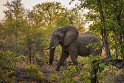 017 Timbavati Private Game Reserve, olifant
